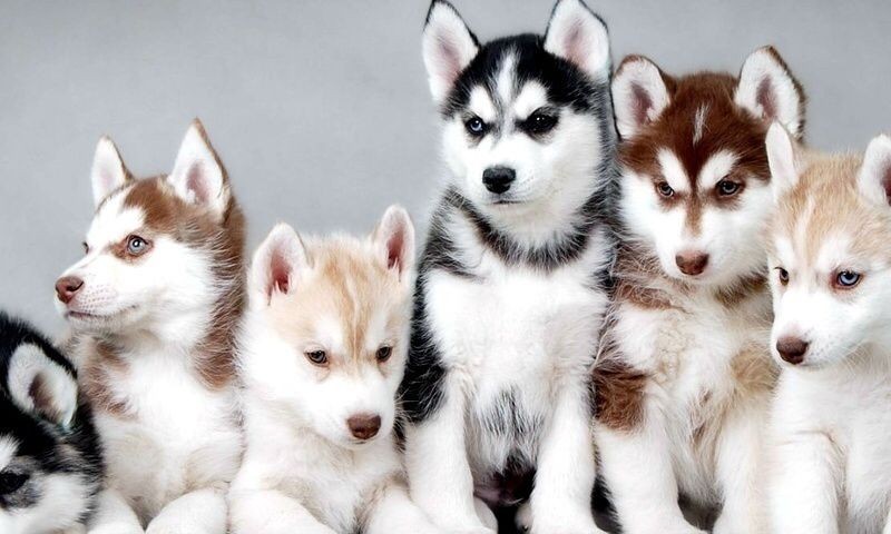 dignissimos-sit-qui-nihil-reiciendis