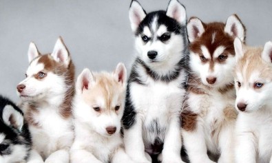 Natus veritatis consequuntur ipsam nisi quas ut.